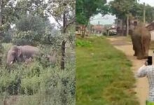 Photo of Jharkhand News: झारखंड के बोकारो में जंगली हाथी ने मचाया उत्पात, दो महिलाओं समेत तीन लोगों की ली जान