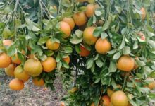 Photo of मंदसौर जिले के गरोठ-भानपुरा क्षेत्र के संतरे देशभर में मिठास फैला रहे, देश के कोने-कोने तक जाते है