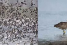 Photo of छत्तीसगढ़ में पहली बार दिखा टैग लगा हुआ प्रवासी व्हिंब्रेल पक्षी, कई महासागर और महाद्वीप पार से आया