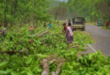 Photo of भारत में 2018 और 2022 के बीच बड़ी कृषि भूमि के 50 लाख से अधिक पेड़ आंशिक रूप से बदली हुई कृषि प्रथाओं के कारण गायब हो गए