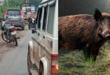 Photo of छत्तीसगढ़-भाटापारा में जंगली सूअर का हमला, बाइक सवार गंभीर घायल